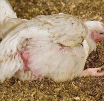 Causes, symptômes et traitement des maladies des poules pondeuses à la maison