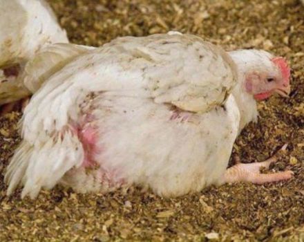 Causas, síntomas y tratamiento de enfermedades de las gallinas ponedoras en casa.