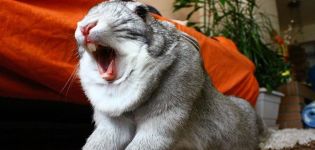 Causes and symptoms of rhinitis in rabbits, rhinitis treatment and prevention