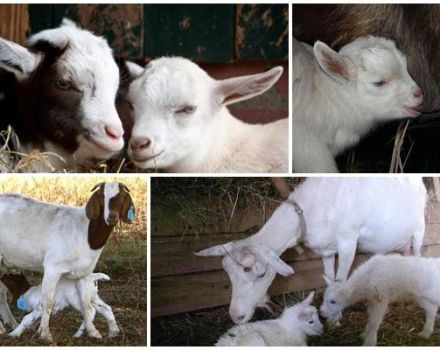 What methods are best for weaning kids from the udder and how to teach them to drink from a bowl