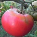 Descripción y características de la variedad de tomate Pink Rise F1