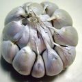 Bagaimana bawang putih musim bunga berbeza dengan bawang putih musim sejuk dan mana yang lebih baik disimpan