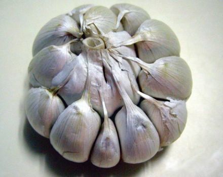 How spring garlic differs from winter garlic and which one is better to store