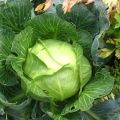 Description of the Megaton cabbage variety, cultivation features