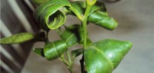 Why lemon leaves can curl and what to do