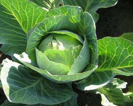 Les meilleures variétés de graines de chou blanc avec des noms