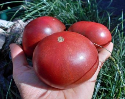 Description de la variété de tomate Carbon (Carbon), ses caractéristiques et sa culture