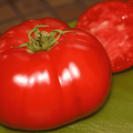 Description of the Premier tomato variety, features of cultivation and care