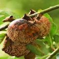 Causes et traitement des maladies et des ravageurs de la prune cerise, les meilleurs moyens de les traiter