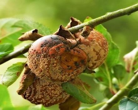 Causes et traitement des maladies et des ravageurs de la prune cerise, les meilleurs moyens de les traiter