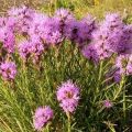 When and how to cut liatris when preparing for the winter, ways of shelter