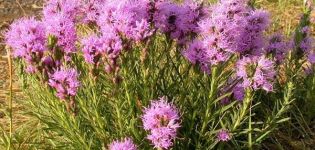 When and how to prune liatris in preparation for the winter, shelter methods