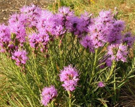 Cuándo y cómo podar liatris en preparación para el invierno, métodos de refugio.