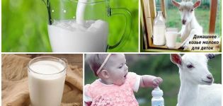 The benefits and harms of goat milk for the body, chemical composition and how to choose