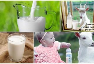 The benefits and harms of goat milk for the body, chemical composition and how to choose