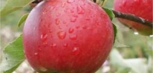 Description of the Katya apple variety and the history of breeding, advantages and disadvantages, yield