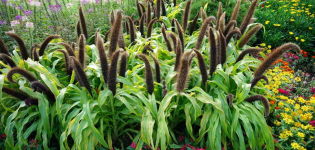 Descripción de la planta pennisetum (pinnate) foxtail, su plantación y cuidado.