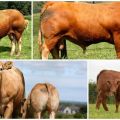 Description and characteristics of limousine cows, features of the content