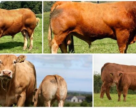 Description et caractéristiques des vaches limousines, caractéristiques du contenu