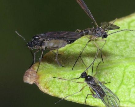 Cómo deshacerse de los mosquitos en flores de interior con remedios químicos y caseros