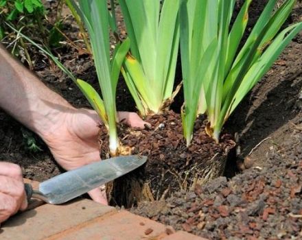 Para alimentar mejor los lirios, las reglas y el momento de la fertilización.