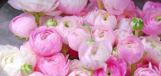 How and when is it better to transplant peonies to another place in the summer cottage