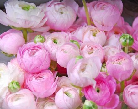 How and when is it better to transplant peonies to another place in the summer cottage