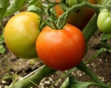 Description of the New Year tomato variety and its characteristics