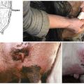 16 common cow udder diseases and their treatment