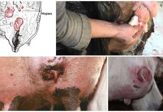 16 common cow udder diseases and their treatment