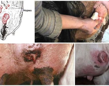 16 common cow udder diseases and their treatment