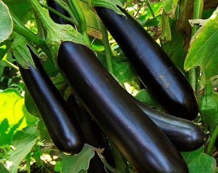 Description of the prince eggplant variety, its characteristics and yield