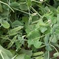 How and when to sow peas as green manure, for which crops it is suitable