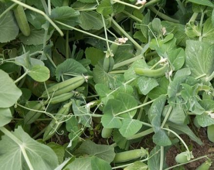 Cómo y cuándo sembrar guisantes como abono verde, para qué cultivos es adecuado.