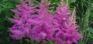 Beschrijving en kenmerken van astilbe-variëteiten Amethist, planten en verzorgen