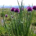 Description of the best varieties of wild (aromatic) onions, their cultivation and care