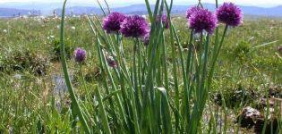 Description of the best varieties of wild (aromatic) onions, their cultivation and care