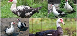 Indo-pato y pato almizclero son iguales o no, diferencias y cuál es mejor