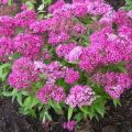 Beschrijving van variëteiten van Japanse spirea, planten en verzorgen in het open veld