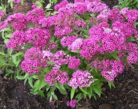 Description of varieties of Japanese spirea, planting and care in the open field