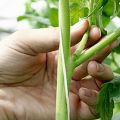 Cara mencubit tomato di ladang terbuka dan di rumah hijau