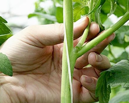 Cómo pellizcar tomates en campo abierto y en invernadero.