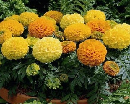 Caractéristiques et description de la variété Antigua marigold, règles de plantation et d'entretien