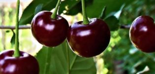 Description des variétés de cerises Ognevushka et ses caractéristiques, avantages et inconvénients