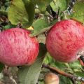 Description de la variété de pomme Streifling et caractéristiques de culture, caractéristiques de plantation et d'entretien