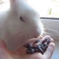 Is it possible to give seeds to rabbits, the nuances of feeding and contraindications