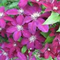 Description and characteristics of clematis variety Niobe, planting scheme and care