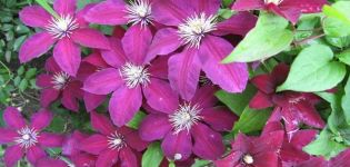 Description and characteristics of clematis variety Niobe, planting scheme and care