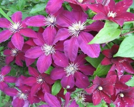 Clematis Niobe veislės aprašymas ir savybės, sodinimo schema ir priežiūra