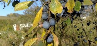 Cómo plantar, cultivar y cuidar ciruelas, tratamiento contra enfermedades y plagas.